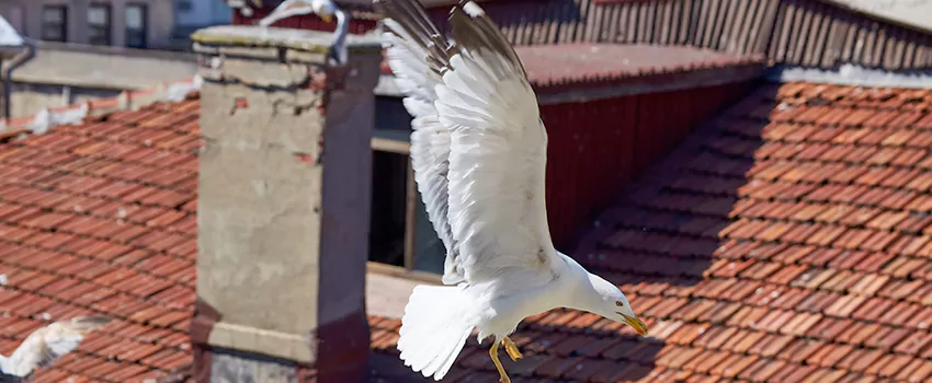 Residential Chimney Animal Removal Solution in Arroyo Grande, CA